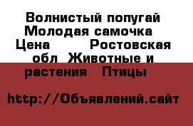 Волнистый попугай Молодая самочка › Цена ­ 50 - Ростовская обл. Животные и растения » Птицы   